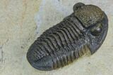 Gerastos Trilobite Fossil - Foum Zguid, Morocco #125189-3